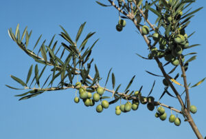 Scopri di più sull'articolo Perché nasce NutriMente:  nutrizione, benessere e consapevolezza