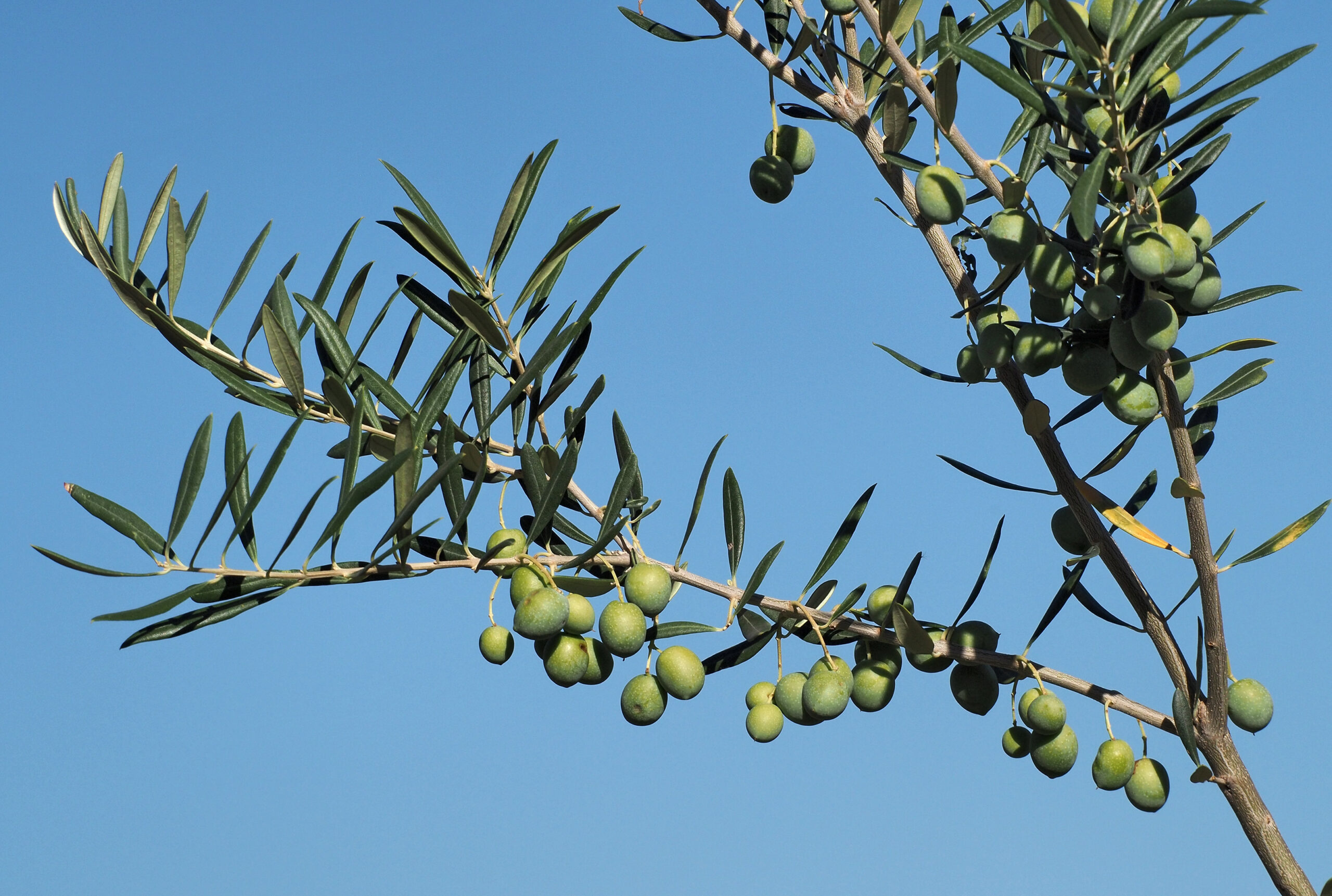 Scopri di più sull'articolo Perché nasce NutriMente:  nutrizione, benessere e consapevolezza